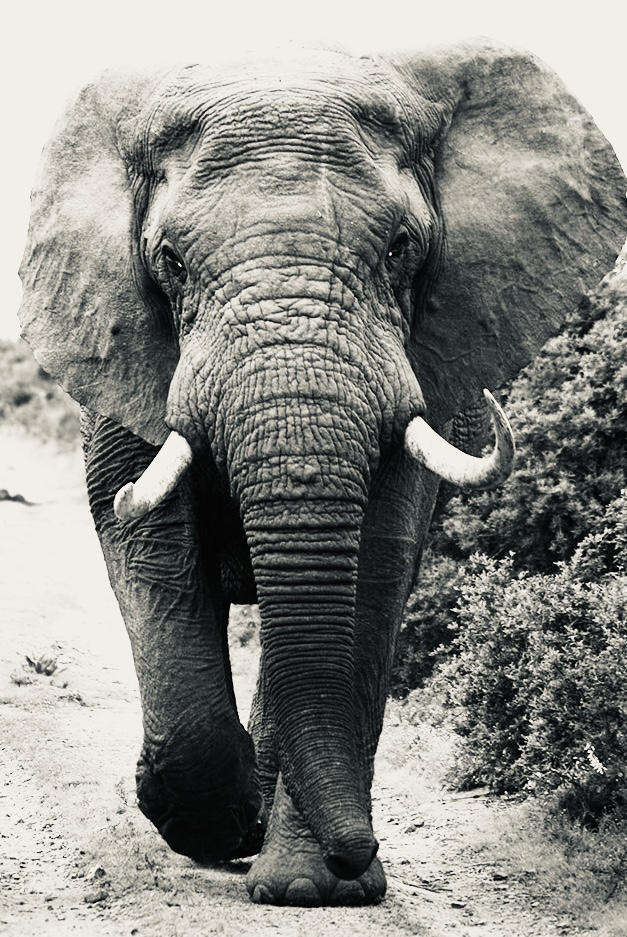 Black and white photograph of an elephant walking towards the camera, showcasing its large tusks and textured skin.